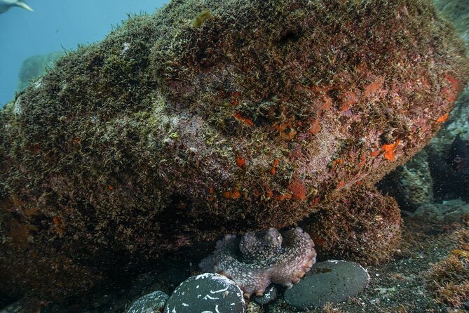 Funchal: Scuba Diving Experience for Beginners - Why Funchal’s protected reef is such a smart place to start