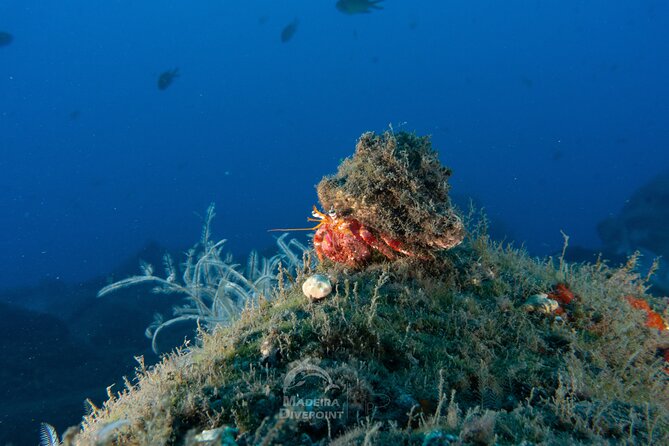 Funchal: Scuba Diving Experience for Beginners - Meeting points and timing: keep it simple