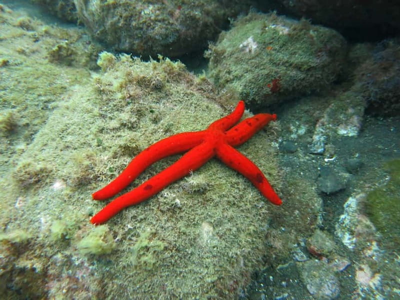 Funchal: Snorkeling Adventure in Eco-Park / Shore or by Boat - Key Highlights You’ll Care About