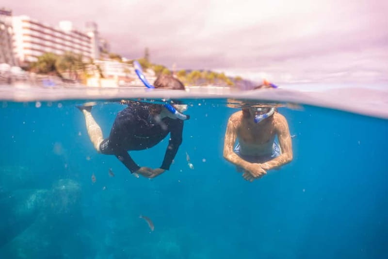Funchal: Snorkeling Adventure in Eco-Park / Shore or by Boat - Why This Funchal Snorkeling Feels Different Than a Basic Reef Swim