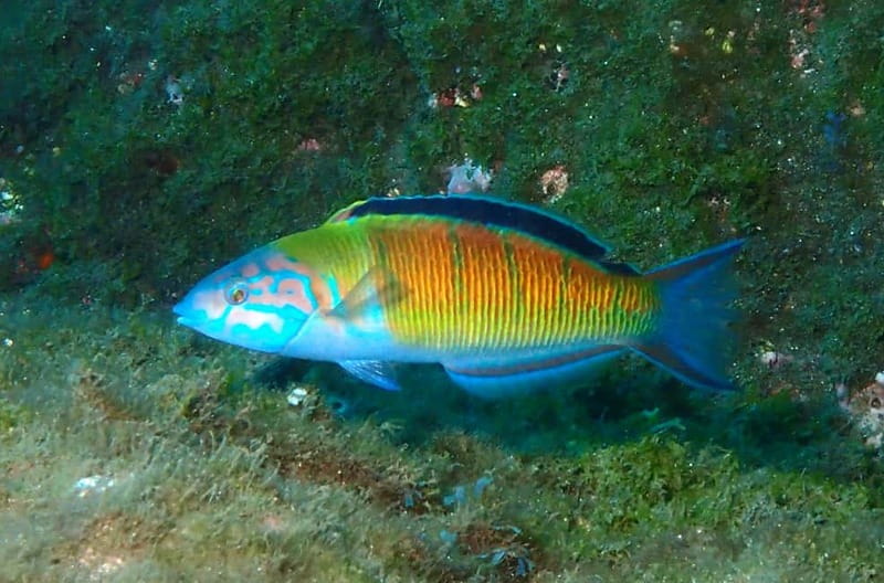 Funchal: Snorkeling Adventure in Eco-Park / Shore or by Boat - The Fish You Should Actually Look For (And How to Find Them)