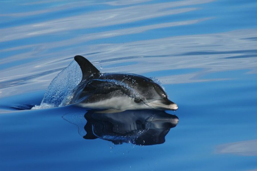 Funchal: Whale and Dolphin Watching Speed Boat Tour - Key things I’d circle before you book