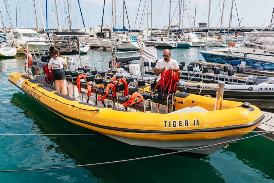 Funchal: Whale and Dolphin Watching Speed Boat Tour - Speedboat vs bigger boats: why this ride feels different