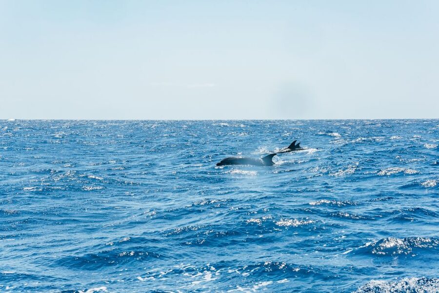 Funchal: Whale and Dolphin Watching Speed Boat Tour - Cruising time: what you’ll be scanning for out the window
