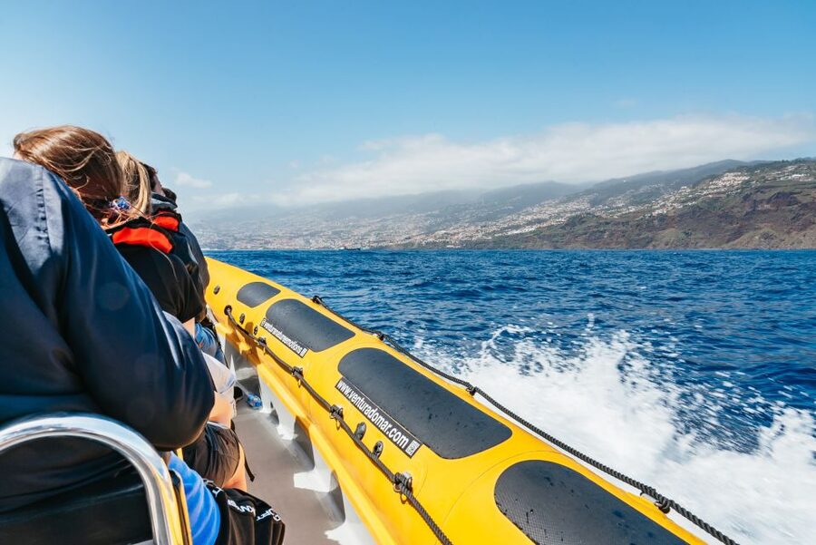 Funchal: Whale and Dolphin Watching Speed Boat Tour - When you see 1 species vs 4: managing expectations the smart way