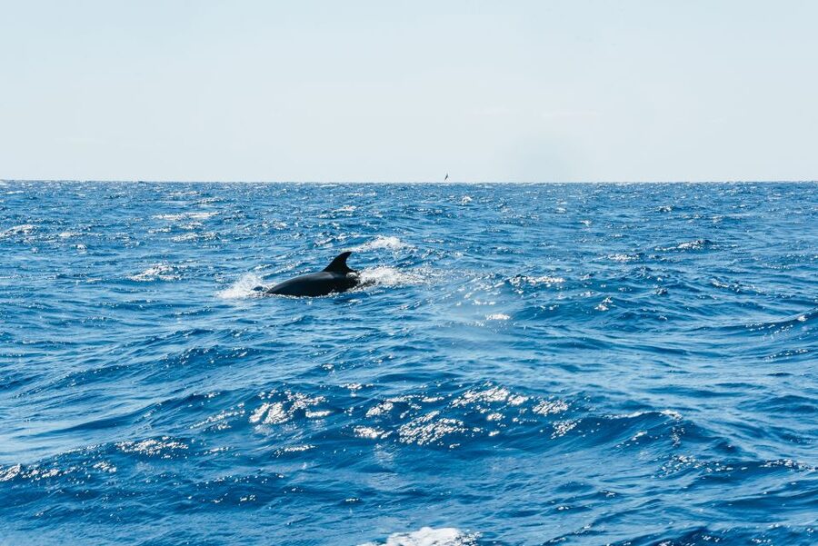 Funchal: Whale and Dolphin Watching Speed Boat Tour - Price and value: is $56 worth it for 2.5 hours?