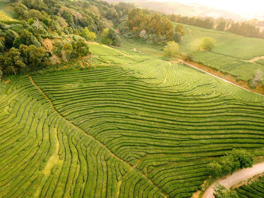Furnas: Tea Plantations, Lake and Volcano Guided Tour - Pineapple plantation: tastings, coffee, and easy gifts