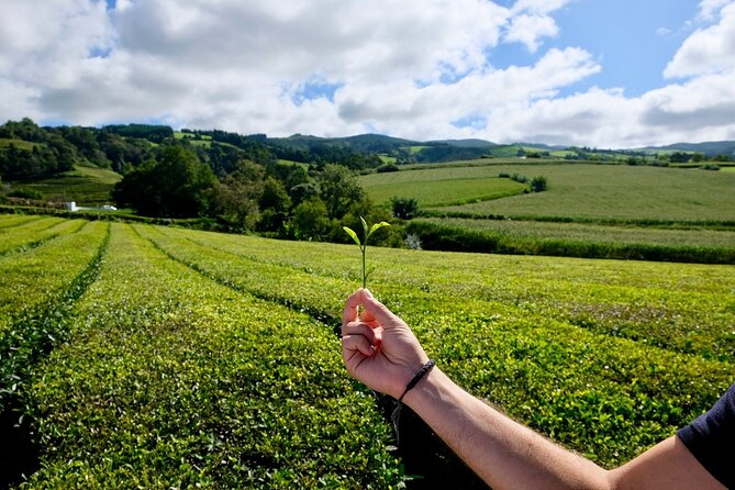 Furnas Volcano & Tea Plantation With Traditional Lunch, East Tour - Banhos Ferreos lunch: what you came for, served local