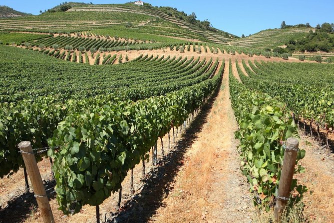 Genuine Douro Valley Tour: Visit 2 Wineries, Lunch & River Cruise - Quinta do Tedo tasting: a guided start with river views