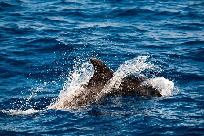Glass Bottom Boat Tour & Snorkeling in São Miguel, Azores - Setting off from OceanEye Azores in Vila Franca do Campo