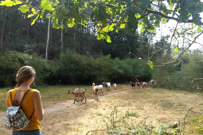 Half-day Hike & Picnic with Dog Love in Porto's Mountains - Price and value: what $59.28 buys you in real time