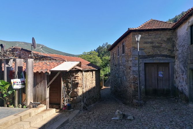 Half-day Hike & Picnic with Dog Love in Porto's Mountains - Should you book this half-day hike from Porto?