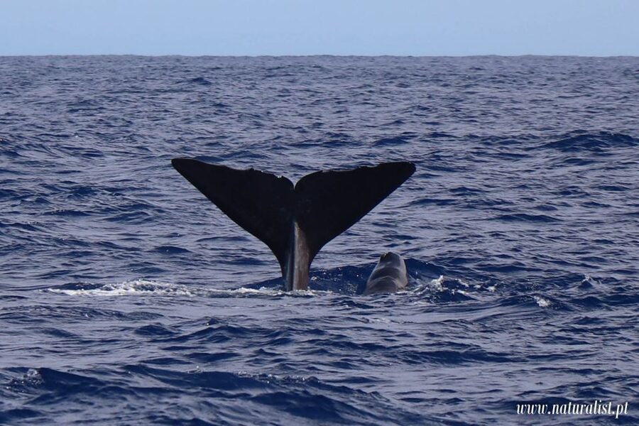 Horta: University Startup Whale and Dolphin RIB Boat Trip - The payoff is a guided wildlife search, not a long day