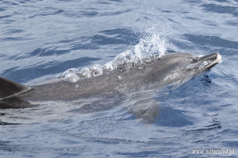 Horta: University Startup Whale and Dolphin RIB Boat Trip - Group size and how that affects your sighting time