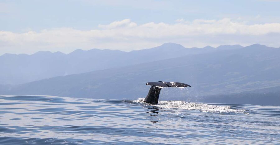 Horta: University Startup Whale and Dolphin RIB Boat Trip - Key things to know before you go