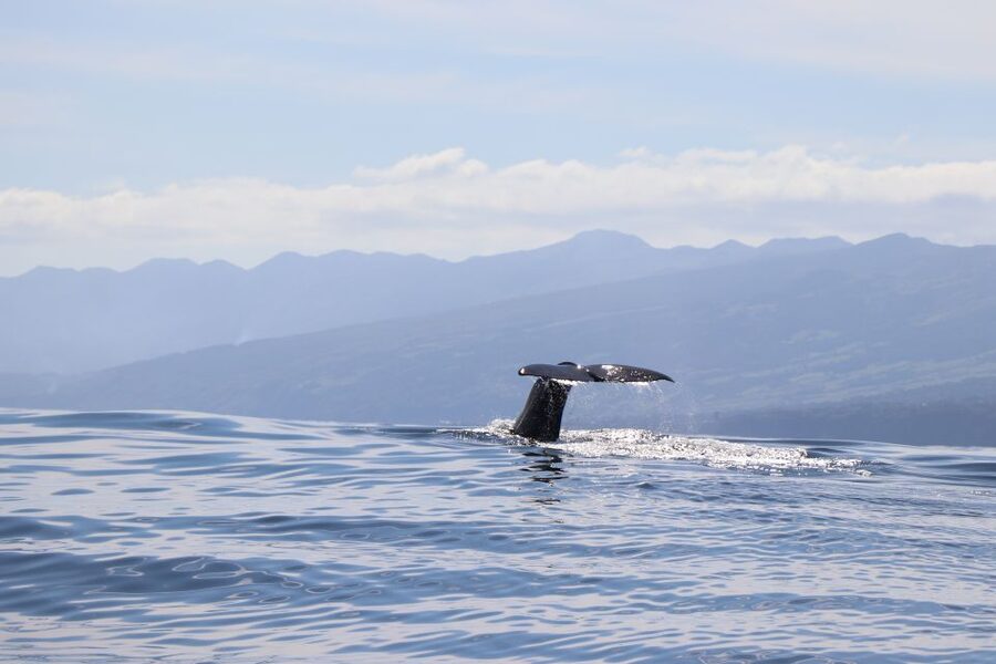Horta: University Startup Whale and Dolphin RIB Boat Trip - The 10-minute safety briefing that sets expectations
