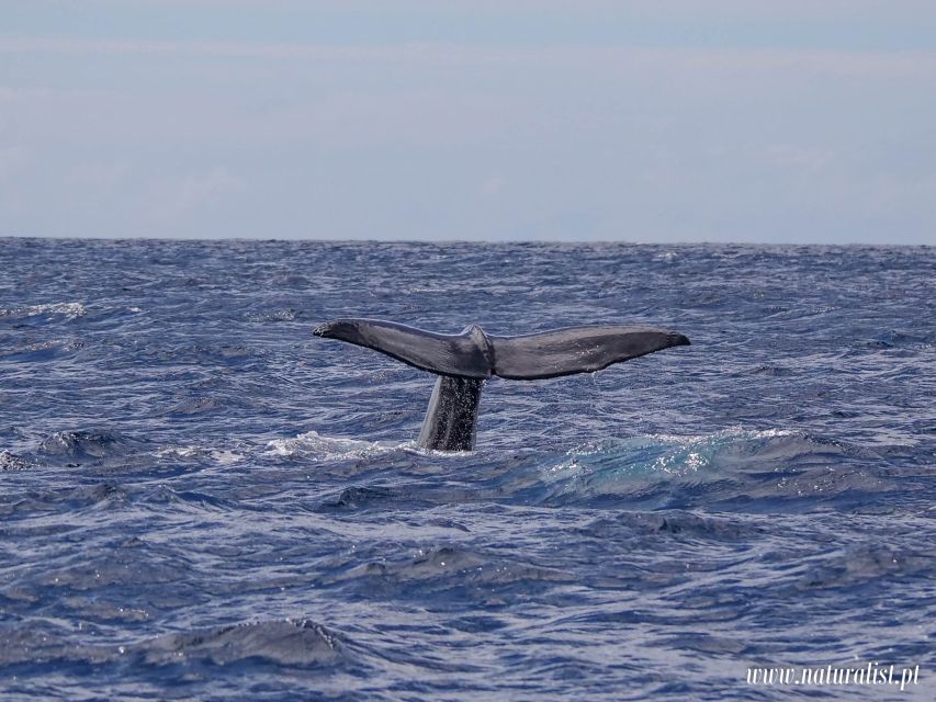 Horta: University Startup Whale and Dolphin RIB Boat Trip - Starting at Naturalist, then out of the marina fast