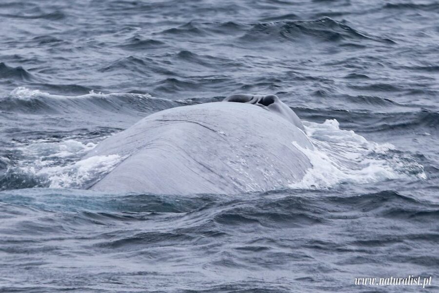 Horta: University Startup Whale and Dolphin RIB Boat Trip - How the boat route works during the 30-minute whale-watching window