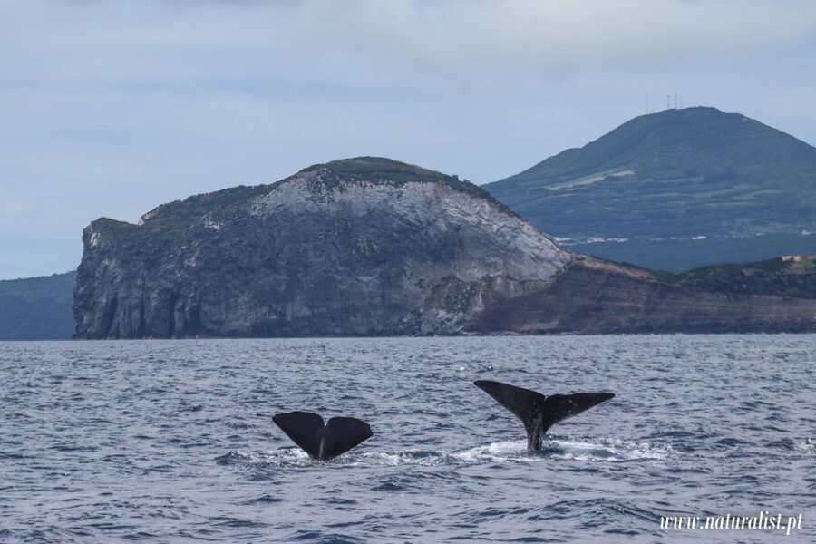 Horta: University Startup Whale and Dolphin RIB Boat Trip - Why a marine biologist on board changes the experience
