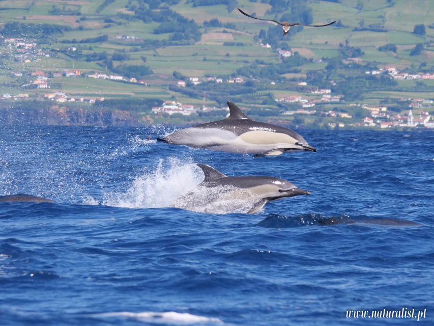 Horta: University Startup Whale and Dolphin RIB Boat Trip - Species you can realistically aim for in these waters