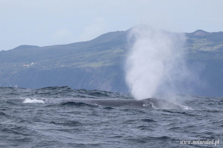 Horta: University Startup Whale and Dolphin RIB Boat Trip - What you get for the money: $101 for 3 hours with real value