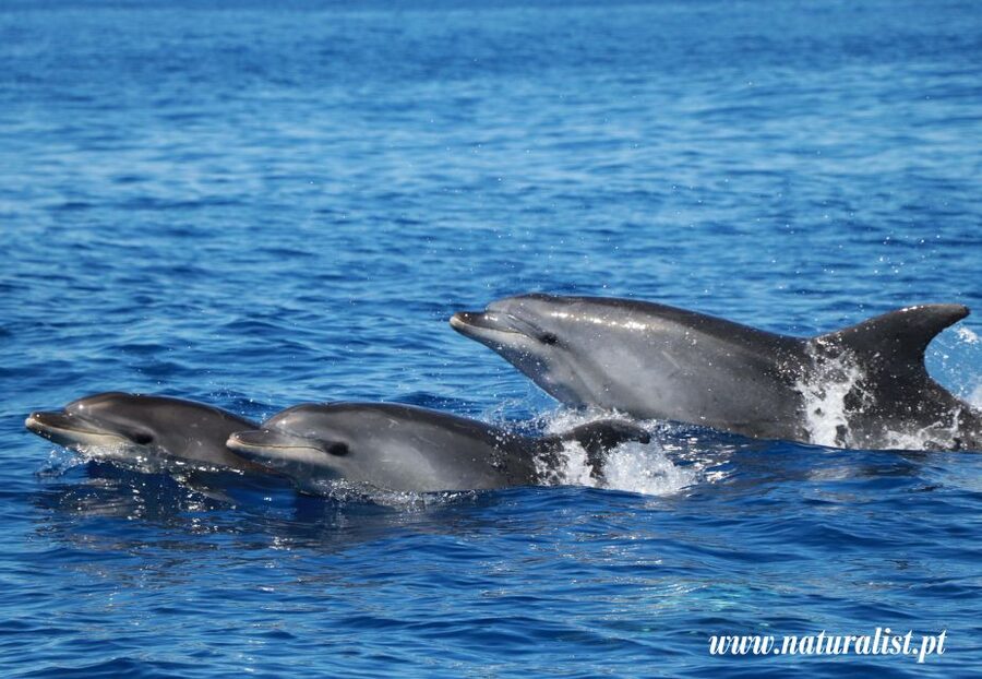 Horta: University Startup Whale and Dolphin RIB Boat Trip - Horta’s whale world runs on local spotters