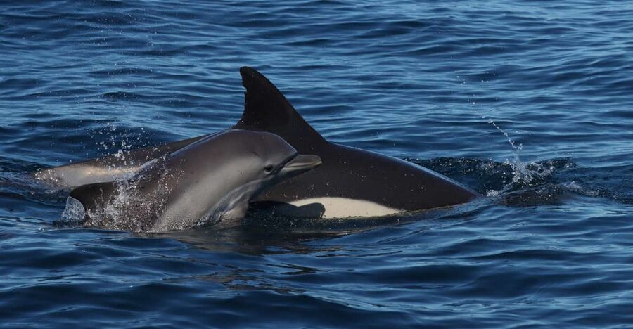 Lagoa: Dolphin Watching & Benagil Tour with Biologist Guide - Key things that make this Lagoa dolphin and Benagil tour work