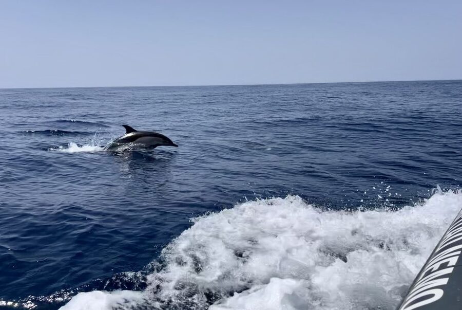 Lagoa: Dolphin Watching & Benagil Tour with Biologist Guide - Parchal to the Atlantic: why this route matters for dolphin chances