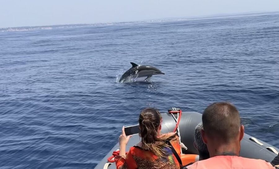 Lagoa: Dolphin Watching & Benagil Tour with Biologist Guide - The swim stop at a tranquil bay: why the timing is smart