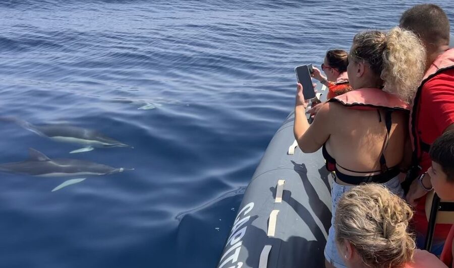 Lagoa: Dolphin Watching & Benagil Tour with Biologist Guide - The biologist guide layer: what you’ll learn while you’re watching