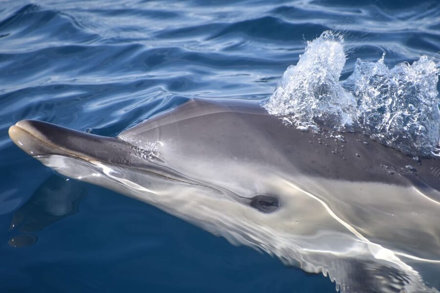 Lagos: Combo Dolphin and Benagil Tour with Marine Biologist - Key things that make this combo tour worth it