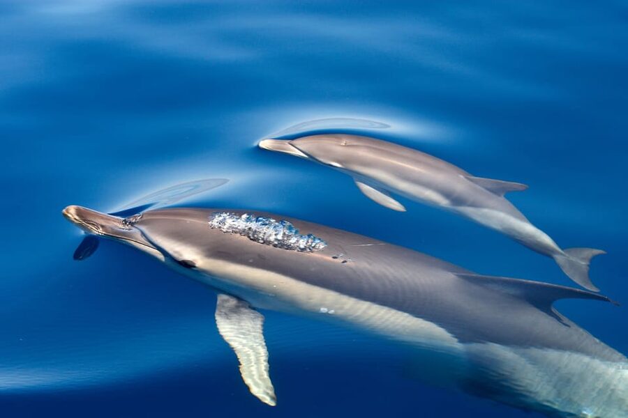 Lagos: Combo Dolphin and Benagil Tour with Marine Biologist - Should you book this Lagos combo tour?