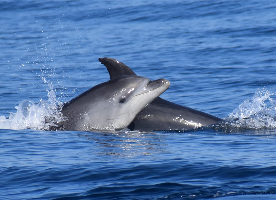 Lagos: Combo Dolphin and Benagil Tour with Marine Biologist - Price and value: what you get for about 63 dollars