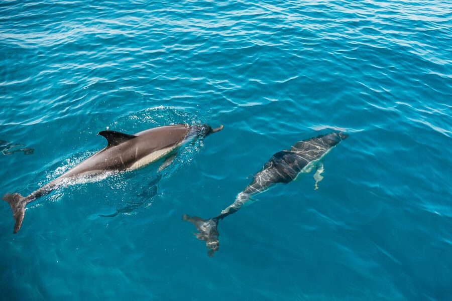 Lagos: Dolphin Watch Tour with Professional Marine Biologist - Key Things to Know Before You Book