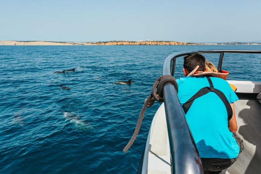 Lagos: Dolphin Watch Tour with Professional Marine Biologist - Which Dolphins You Might See Off Lagos, From Bottlenose to Risso
