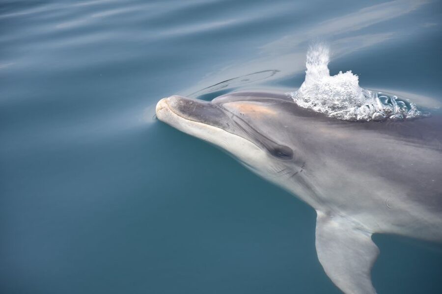 Lagos: Dolphin Watch Tour with Professional Marine Biologist - Comfort and Etiquette at Sea: Life Jackets, No Big Bags, Dress for Wind