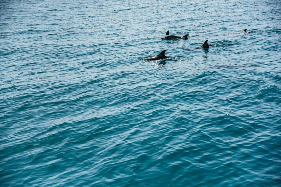 Lagos: Dolphin Watch Tour with Professional Marine Biologist - Who This Tour Fits Best, and Who Might Prefer Another Day