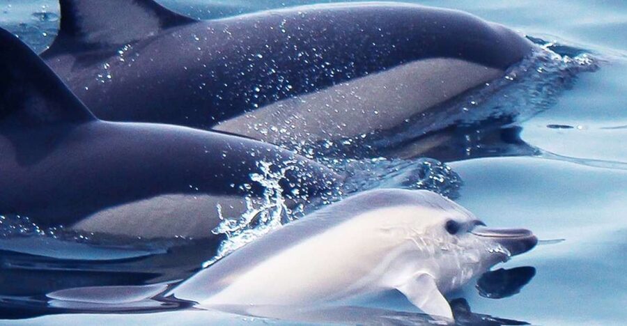 Lagos: Dolphin Watching with Professional Marine Biologists - Key points to know before you go