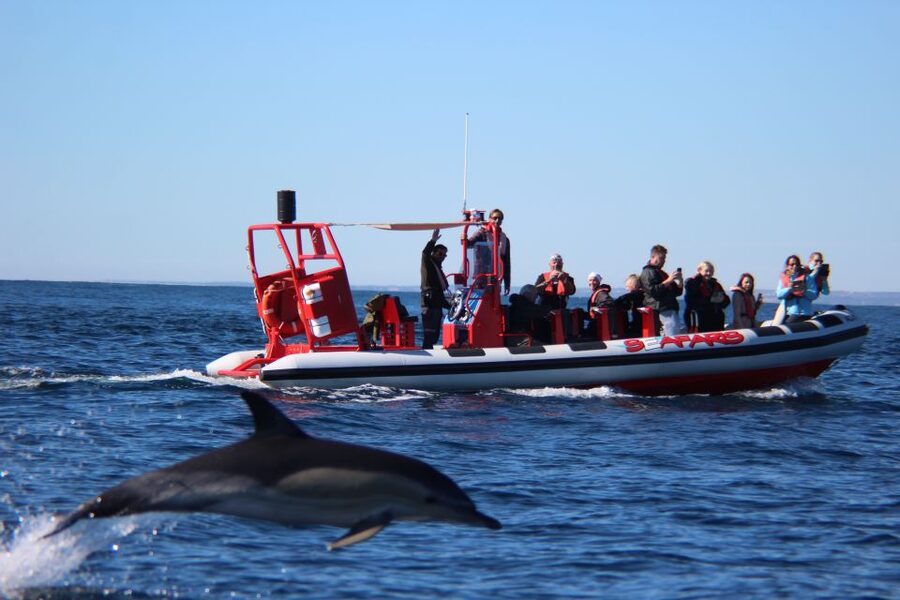 Lagos: Dolphin Watching with Professional Marine Biologists - From Marina de Lagos to open Atlantic: the first 20 minutes matter
