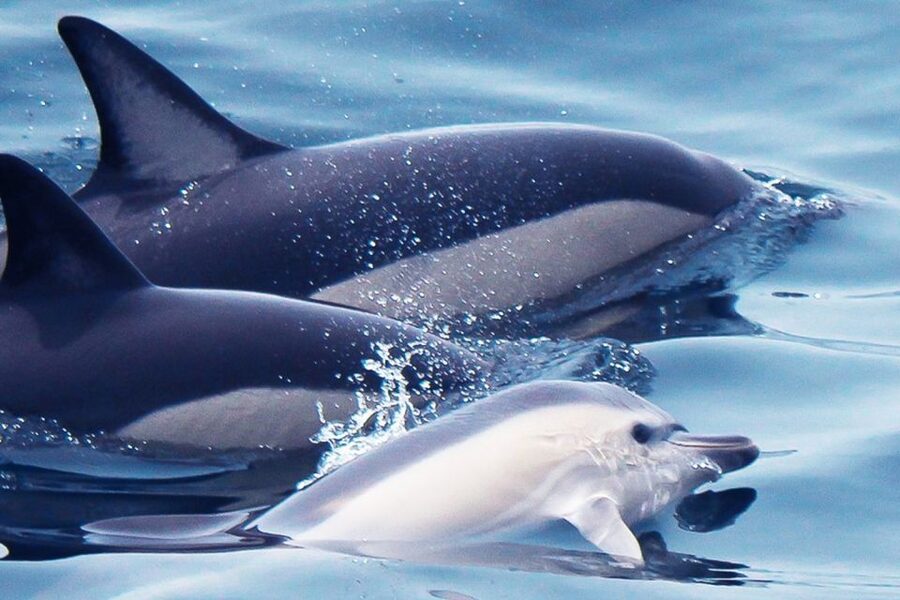 Lagos: Dolphin Watching with Professional Marine Biologists - What you might see offshore: dolphins, pods, and the occasional whale