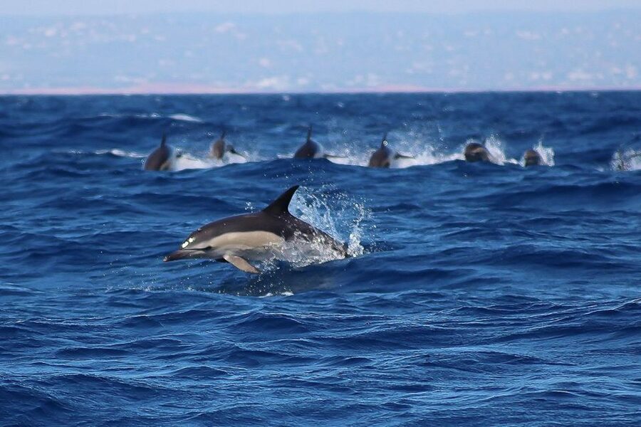 Lagos: Dolphin Watching with Professional Marine Biologists - Comfort on the Tornado RIB: what to bring so you actually enjoy it