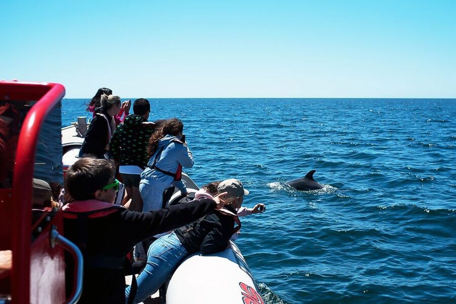 Lagos: Dolphin Watching with Professional Marine Biologists - Who this Lagos dolphin watching tour fits best