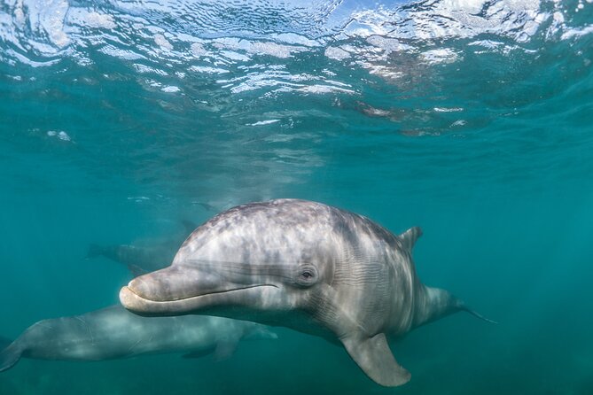 Lagos: Dolphins & Benagil Caves – Catamaran - Key things that make this cruise worth your time