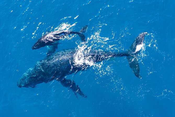 Lagos: Dolphins & Benagil Caves – Catamaran - The Swim Stop and Inflatable Water Park: This Is Where the Day Changes