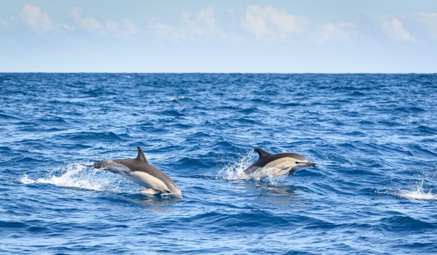 Lagos: Dolphins & Caves - Catamaran - Key highlights to know before you go