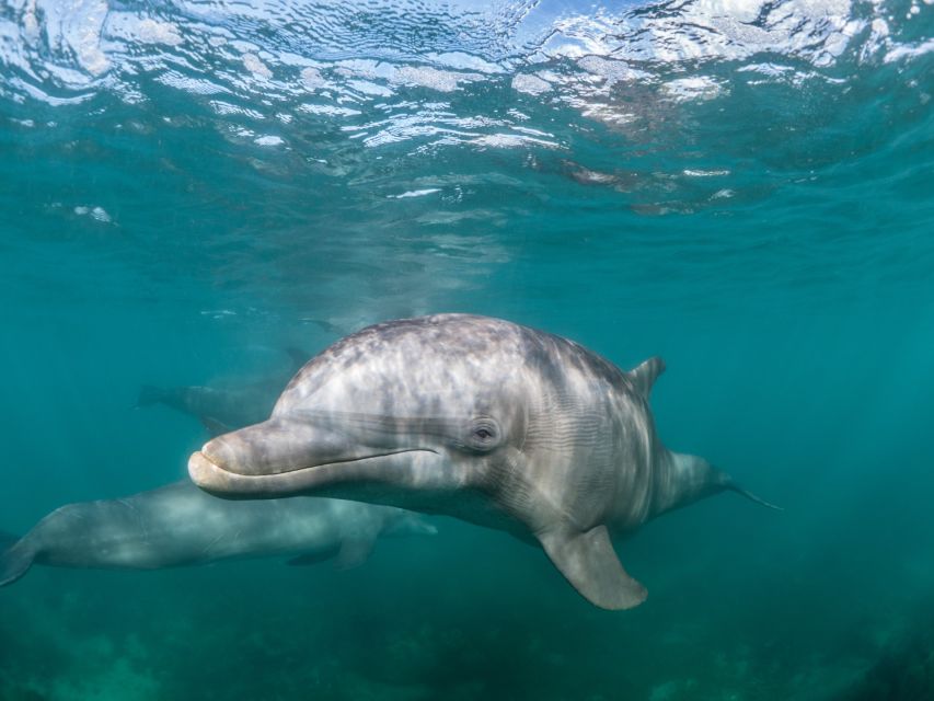 Lagos: Dolphins & Caves - Catamaran - What you might see: common dolphins, bottlenose dolphins, and more