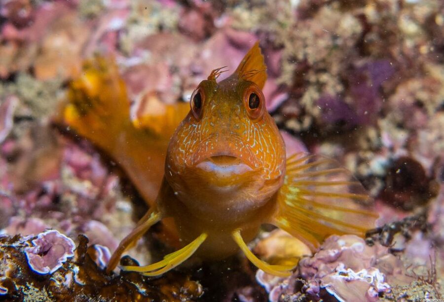 Lagos: Guided Scuba Diving Trip for Beginners - Where you meet, and how to get set up without wasting time
