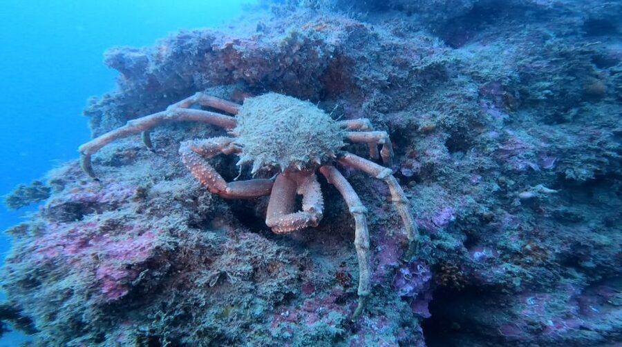 Lagos: Guided Scuba Diving Trip for Beginners - The main event: what the about-35-minute underwater session is really like