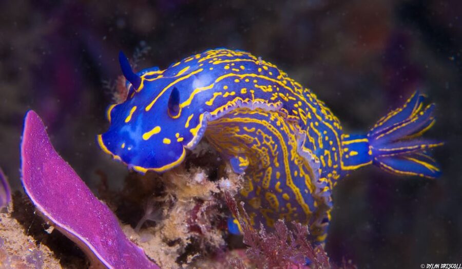 Lagos: Guided Scuba Diving Trip for Beginners - Safety, instruction, and why this guide team matters for beginners