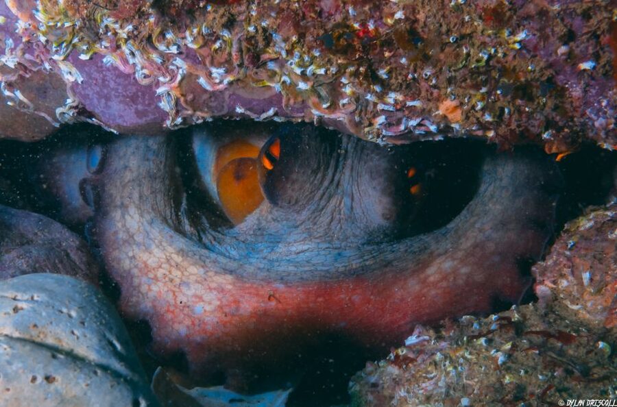 Lagos: Guided Scuba Diving Trip for Beginners - When to skip this trip (and when it is a solid match)